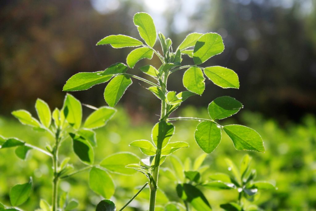 Aurel verde al Romei: Ce a ascuns Iulius Cezar? Dispariția misterioasă