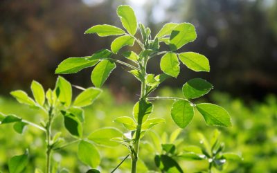 Aurel verde al Romei: Ce a ascuns Iulius Cezar? Dispariția misterioasă