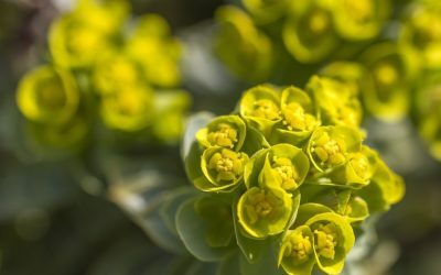 Euphorbia, planta spectaculoasă ce îți poate transforma grădina și secretele „coroniței lui Hristos”