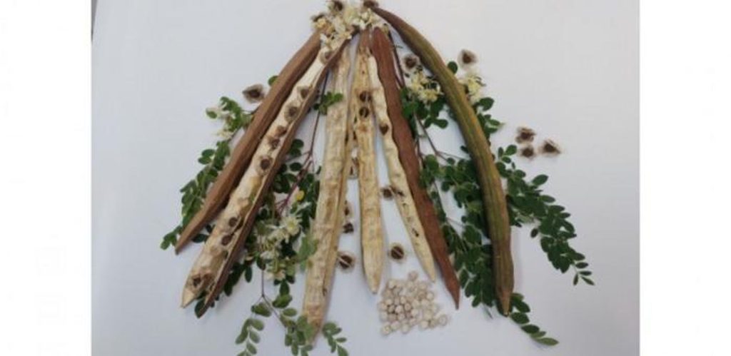 O plantă braziliană face minuni: Elimină microplasticele din apă