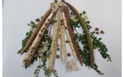 O plantă braziliană face minuni: Elimină microplasticele din apă