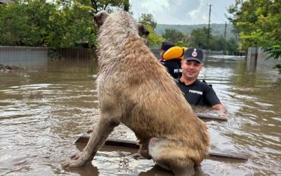 Ministerul Mediului: Ghid „verde” anti-inundații. Zonele umede, prioritate