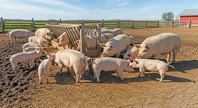 Județul Bistrița-Năsăud produce peste 60.000 de tone de porumb fără ferme de porci