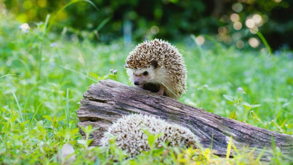 Primarii din Germania cer o interdicție națională a mașinilor de tuns iarba robotizate pentru a proteja aricii Primarii din Germania au lansat o inițiativă pentru interzicerea pe perioada nopții a utilizării mașinilor de tuns iarba robotizate