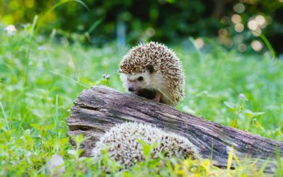 Primarii din Germania cer o interdicție națională a mașinilor de tuns iarba robotizate pentru a proteja aricii Primarii din Germania au lansat o inițiativă pentru interzicerea pe perioada nopții a utilizării mașinilor de tuns iarba robotizate