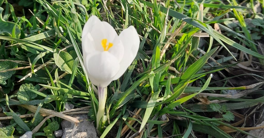 Vremea de Paște: Temperaturi în creștere, dar ploi și ninsoare la munte