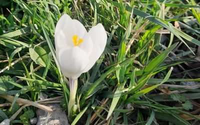 Vremea de Paște: Temperaturi în creștere, dar ploi și ninsoare la munte