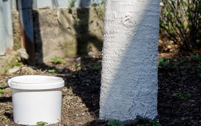 Pentru a asigura protecția copacilor din grădină sau livadă, mulți horticultori obișnuiesc să aplice var pe scoarța acestora în timpul primăverii