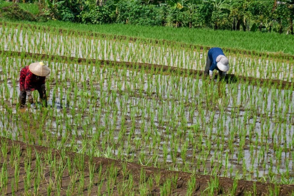 Criza petrolului din Iran blochează producția de orez în Asia