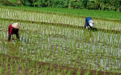 Criza petrolului din Iran blochează producția de orez în Asia