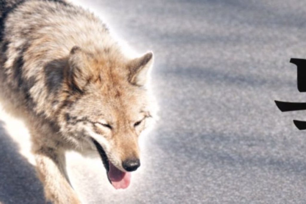 Lupul fugar din Coreea de Sud, star al unui „meme coin”. Reacția Președintelui