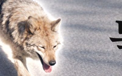 Lupul fugar din Coreea de Sud, star al unui „meme coin”. Reacția Președintelui