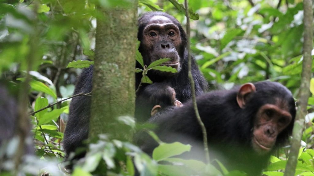 Cimpanzeii din Kibale, Uganda: „Se țineau de mână, acum se ucid”