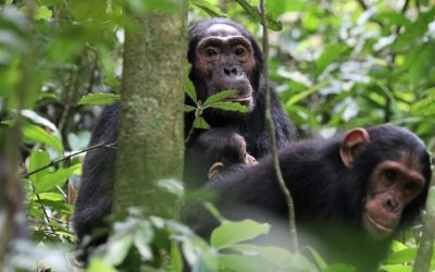 Cimpanzeii din Kibale, Uganda: „Se țineau de mână, acum se ucid”