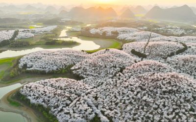 Japonia: Exces de turiști în sezonul cireșilor. Localnicii, furioși