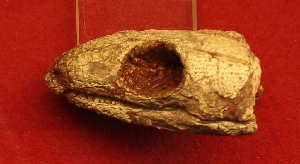 Reptilă mumificată din urmă cu 289 de milioane de ani: secretul respirației dezvăluit