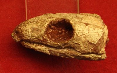 Reptilă mumificată din urmă cu 289 de milioane de ani: secretul respirației dezvăluit