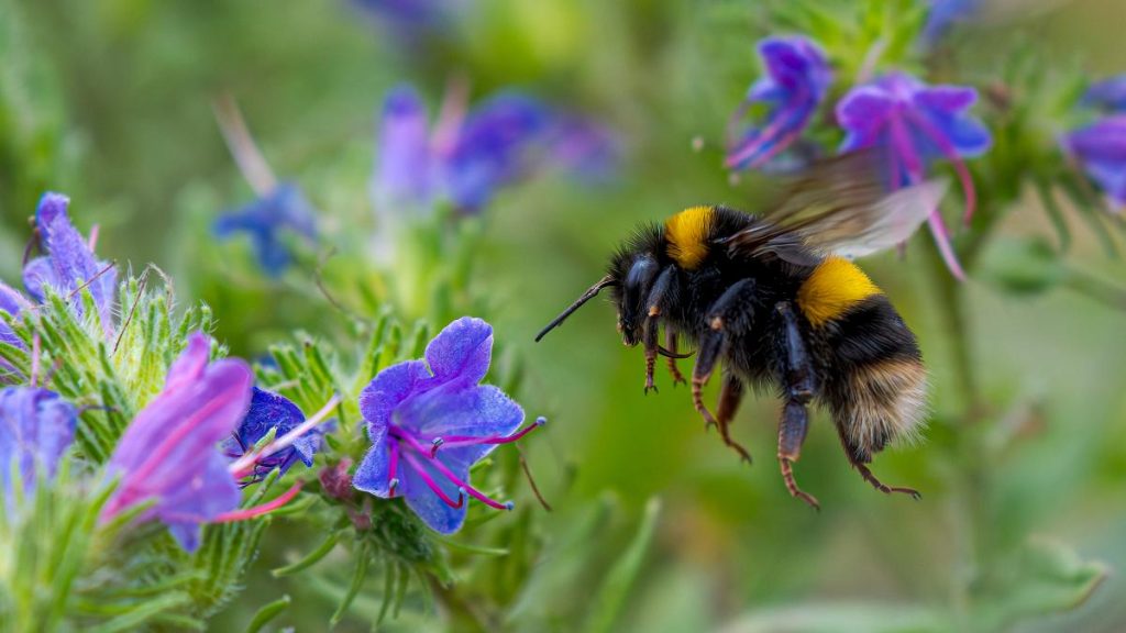 Reginele Albine Supraviețuiesc Iernii: Secretul, Respirația Sub Apă?