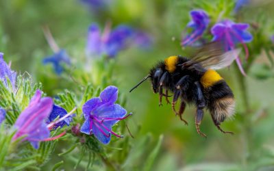 Reginele Albine Supraviețuiesc Iernii: Secretul, Respirația Sub Apă?