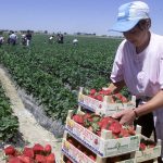 Diaspora, sătulă de viața grea în Spania: „Muncim mult, nu mai avem viață!”