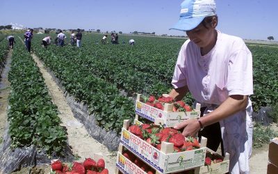 Diaspora, sătulă de viața grea în Spania: „Muncim mult, nu mai avem viață!”