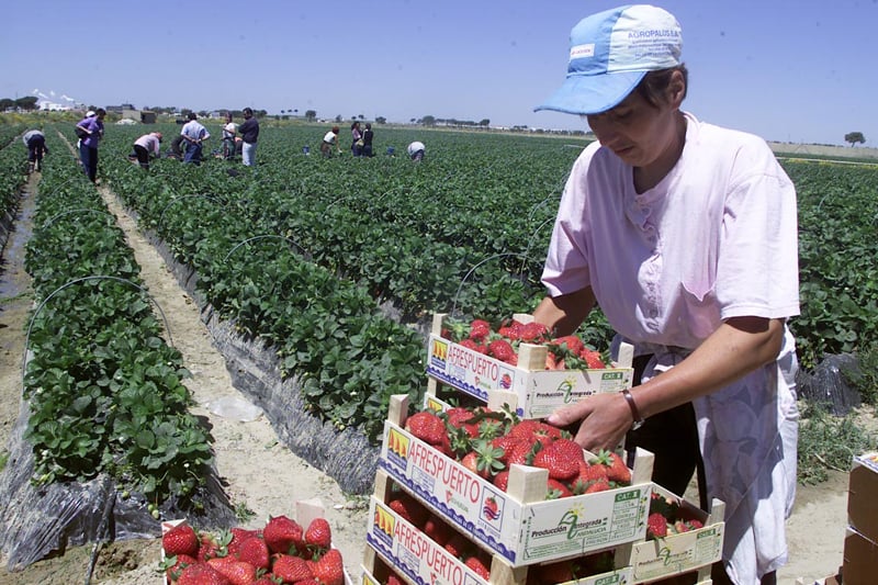 Diaspora, sătulă de viața grea în Spania: „Muncim mult, nu mai avem viață!”