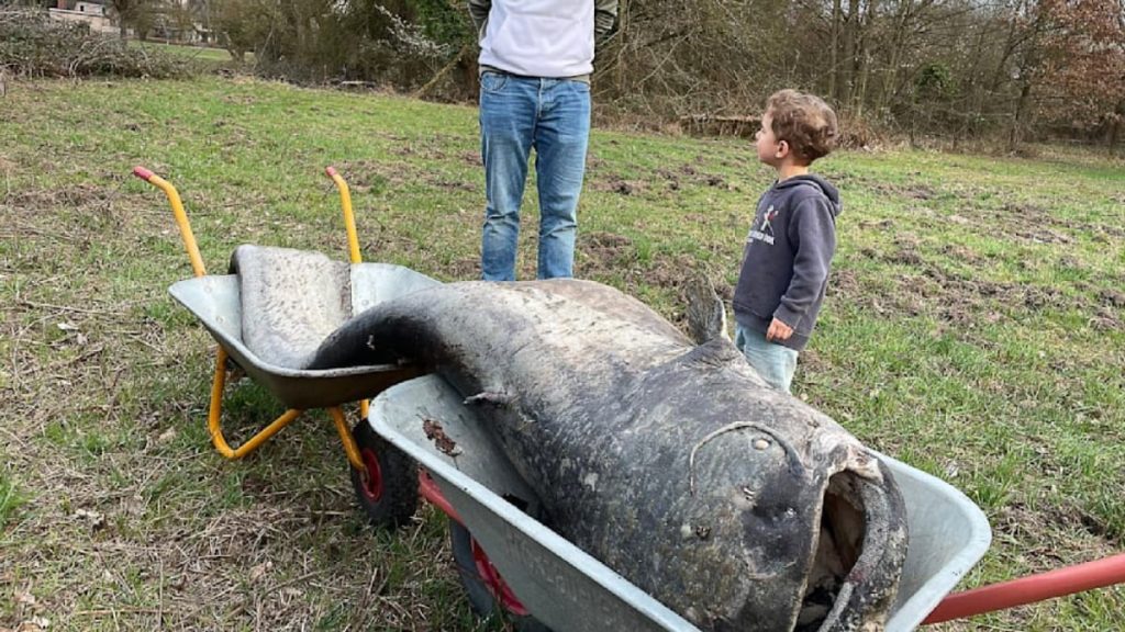 Somn Uriaș de 2,6 metri, „Monstrul” din Germania, capturat după legenda!