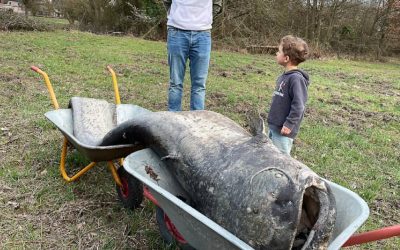 Somn Uriaș de 2,6 metri, „Monstrul” din Germania, capturat după legenda!