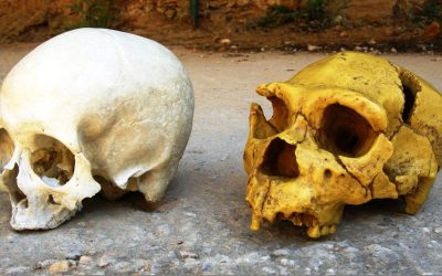 Cum ne influențează NEANDERTHALIENII chiar azi: DNA-ul nostru, moștenirea genetică