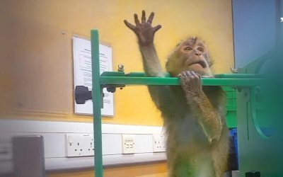 Imagini șocante din laboratoare: Apeluri pentru oprirea testelor pe animale