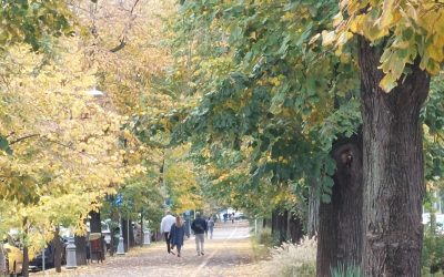 Declic, ATAC la Primăria Sectorului 4: Parcul Trump, o rușine! Cer Maria Cuțarida-Crătunescu