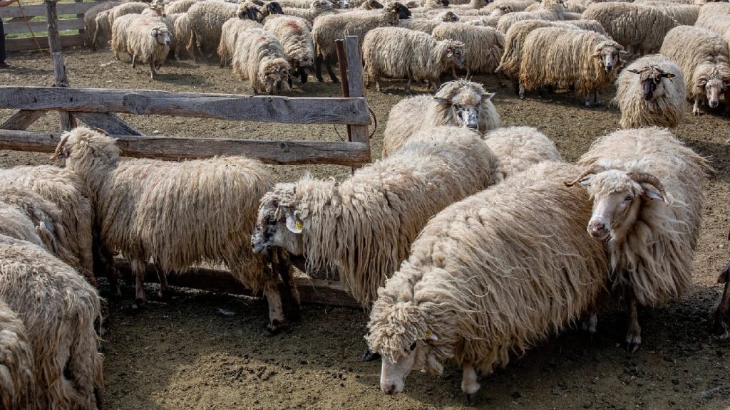 Statul Roman, bun de plată: 182 milioane lei pentru fabrica de lână din Făgețelu