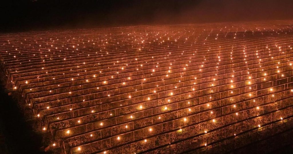 Fermă din Cluj, soluție extremă anti-îngheț: 40.000 € arși pentru cireși