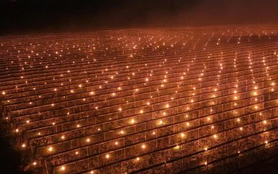 Fermă din Cluj, soluție extremă anti-îngheț: 40.000 € arși pentru cireși