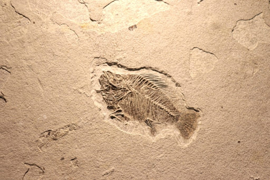 O descoperire importantă în domeniul paleontologiei oferă o nouă perspectivă asupra evoluției vieții pe Pământ, demostrând că tranziția de la organisme simple la animale complexe s-a produs cu milioane de ani înainte de estimările anterioare