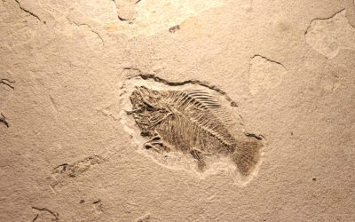 O descoperire importantă în domeniul paleontologiei oferă o nouă perspectivă asupra evoluției vieții pe Pământ, demostrând că tranziția de la organisme simple la animale complexe s-a produs cu milioane de ani înainte de estimările anterioare