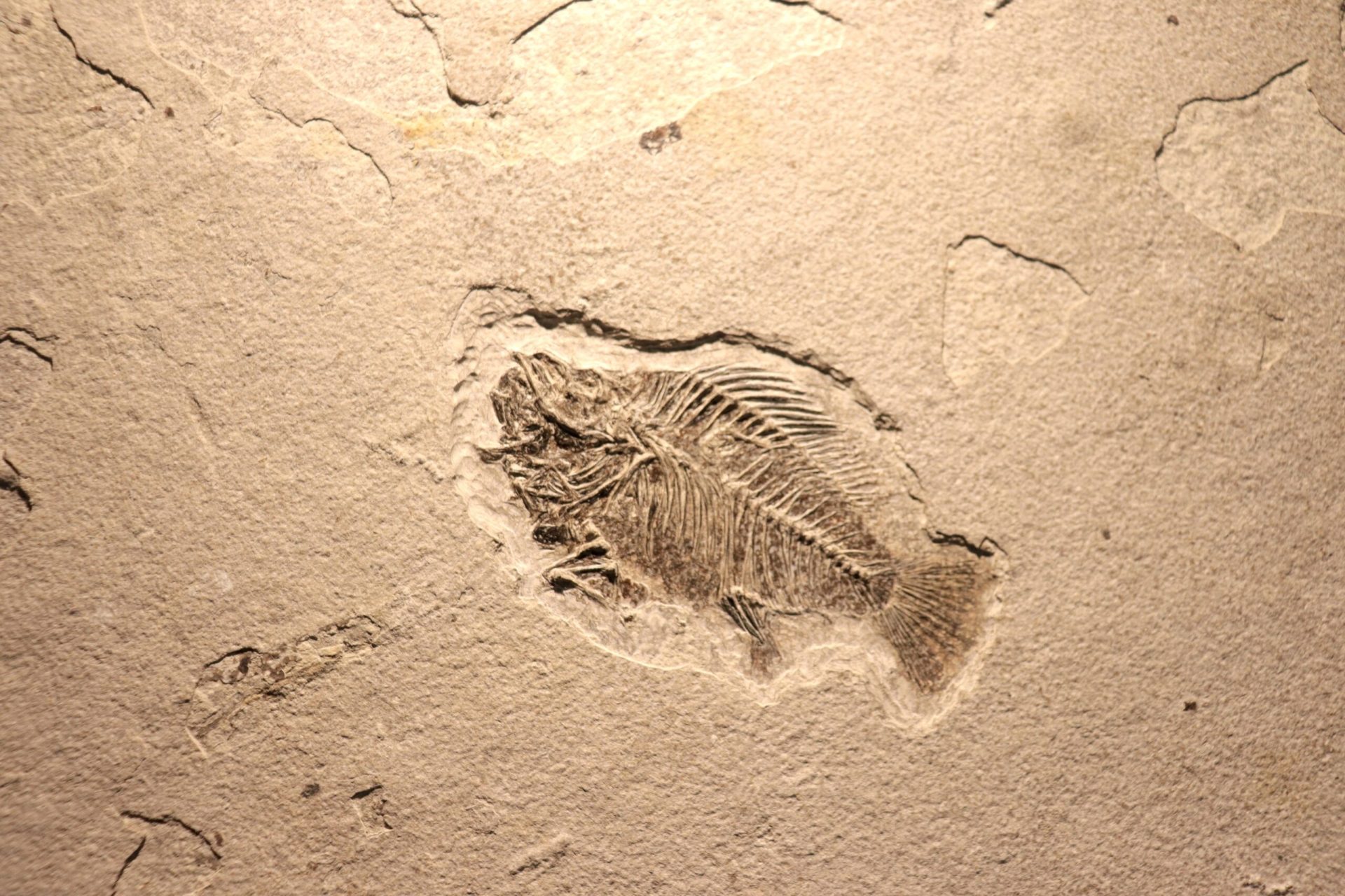 O descoperire importantă în domeniul paleontologiei oferă o nouă perspectivă asupra evoluției vieții pe Pământ, demostrând că tranziția de la organisme simple la animale complexe s-a produs cu milioane de ani înainte de estimările anterioare