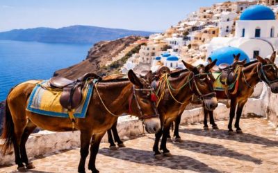 Vrei să călărești măgăruși în Santorini? Condiții, dar nu oricare