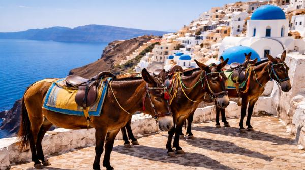 Vrei să călărești măgăruși în Santorini? Condiții, dar nu oricare