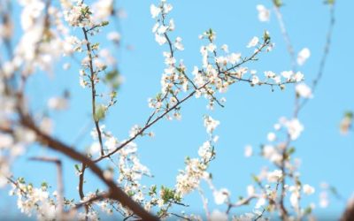 Vremea în București: Prognoza meteo pentru următoarele zile, până pe 22 Aprilie