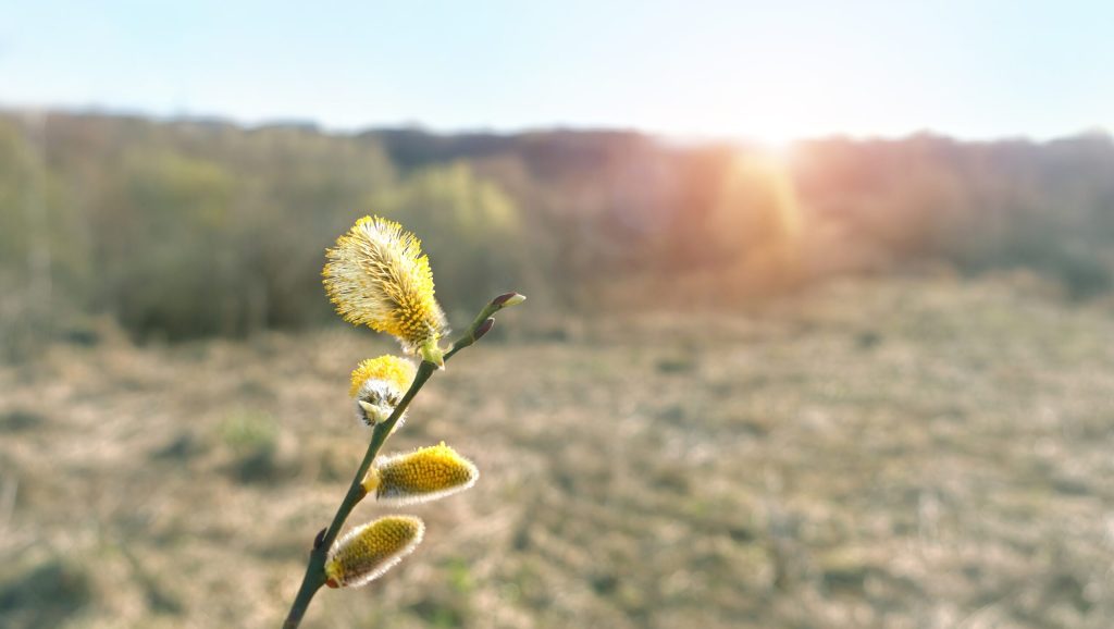 Vremea se va răci semnificativ în următoarele două săptămâni, temperaturile minime ajungând chiar și la -7 grade Celsius în anumite zone, după un început de perioadă mai cald
