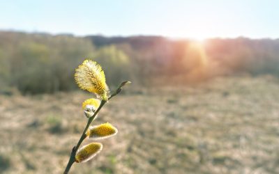 Vremea se va răci semnificativ în următoarele două săptămâni, temperaturile minime ajungând chiar și la -7 grade Celsius în anumite zone, după un început de perioadă mai cald