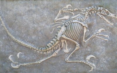 Vase de sânge în oasele de T Rex: Uimitor! Ce schimbă despre dinozauri