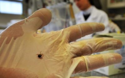 Atenție, români! Căpușele pândesc: Medicii avertizează la iarbă verde!