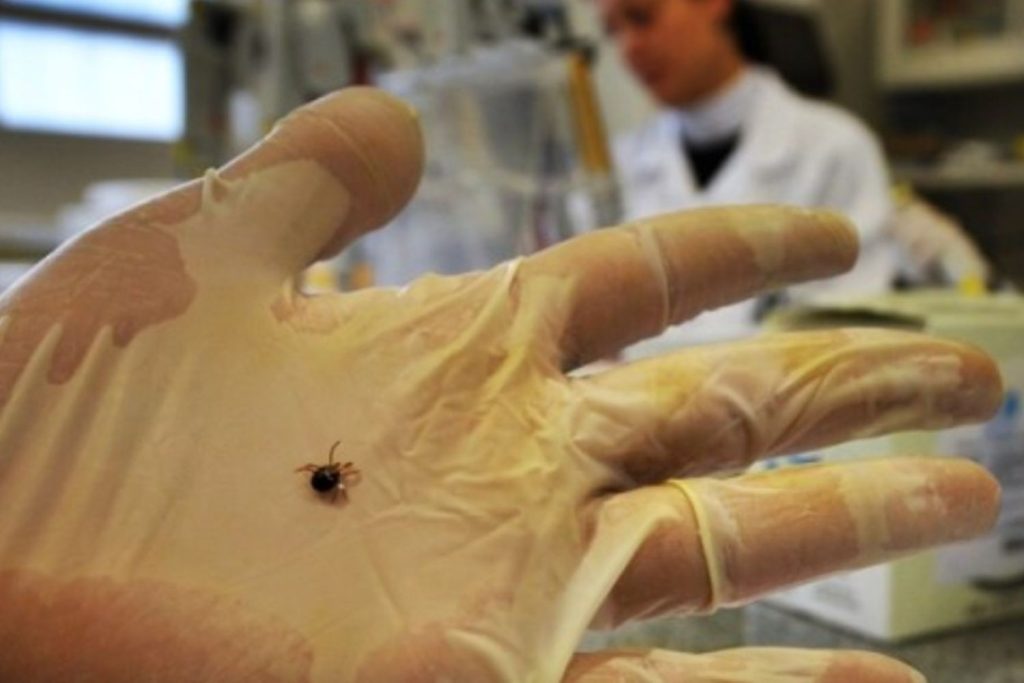 Atenție, români! Căpușele pândesc: Medicii avertizează la iarbă verde!
