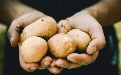 Cartoful, sărbătorit global: Cum a urcat în topul culturilor agricole