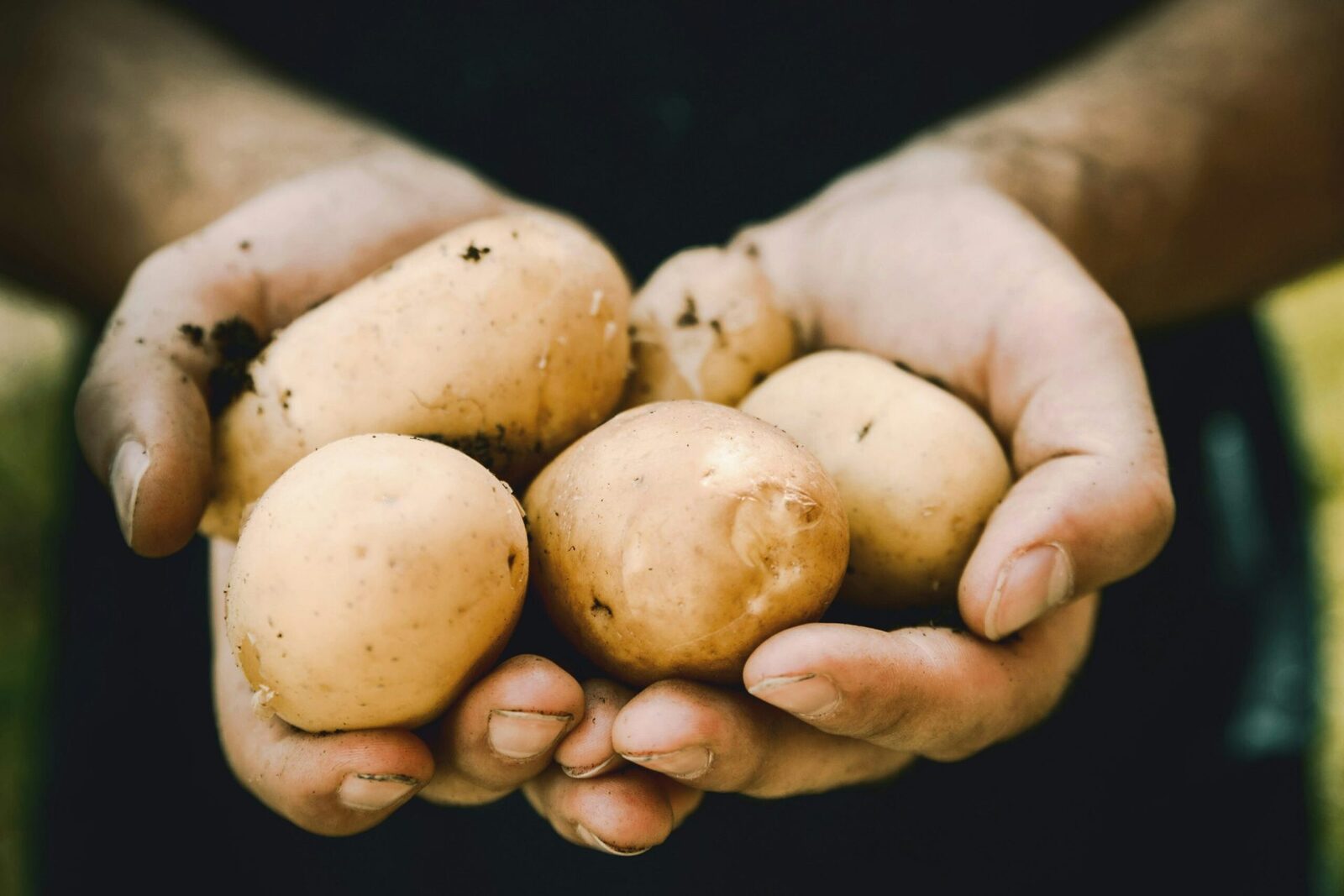 Cartoful, sărbătorit global: Cum a urcat în topul culturilor agricole