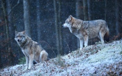 Ecologiștii spanieli, FURIOȘI: Decizia din Asturias, „undă verde” la împușcarea lupilor