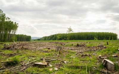 Comisia Europeană: Scad costurile cu defrișările, cu până la 75%