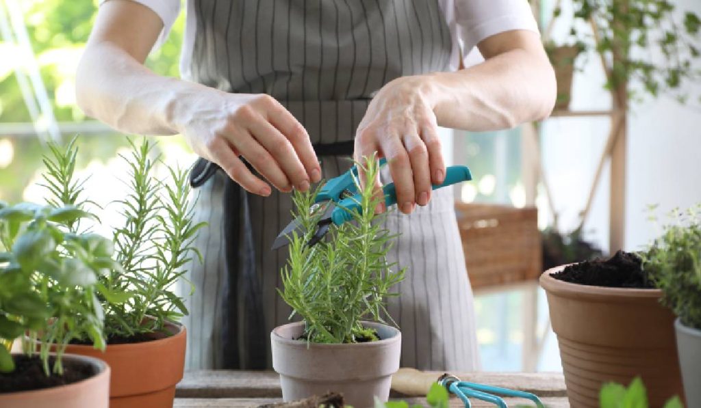 Plantele aromatice de mai: secrete pentru digestie bună și grădina plină